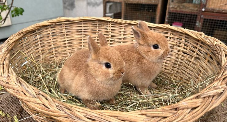 Bursa Büyümeyen Tavşan