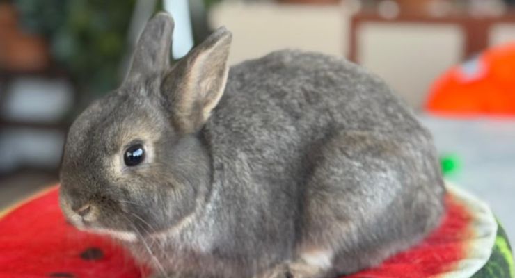 Bursa Ev Tavşanı